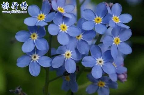 漂亮花朵|世界上十大漂亮的花 漂亮的花排行榜前十名